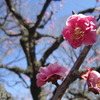 こいくれない