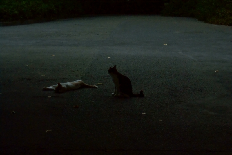 死んだと思ってたら生きてた猫