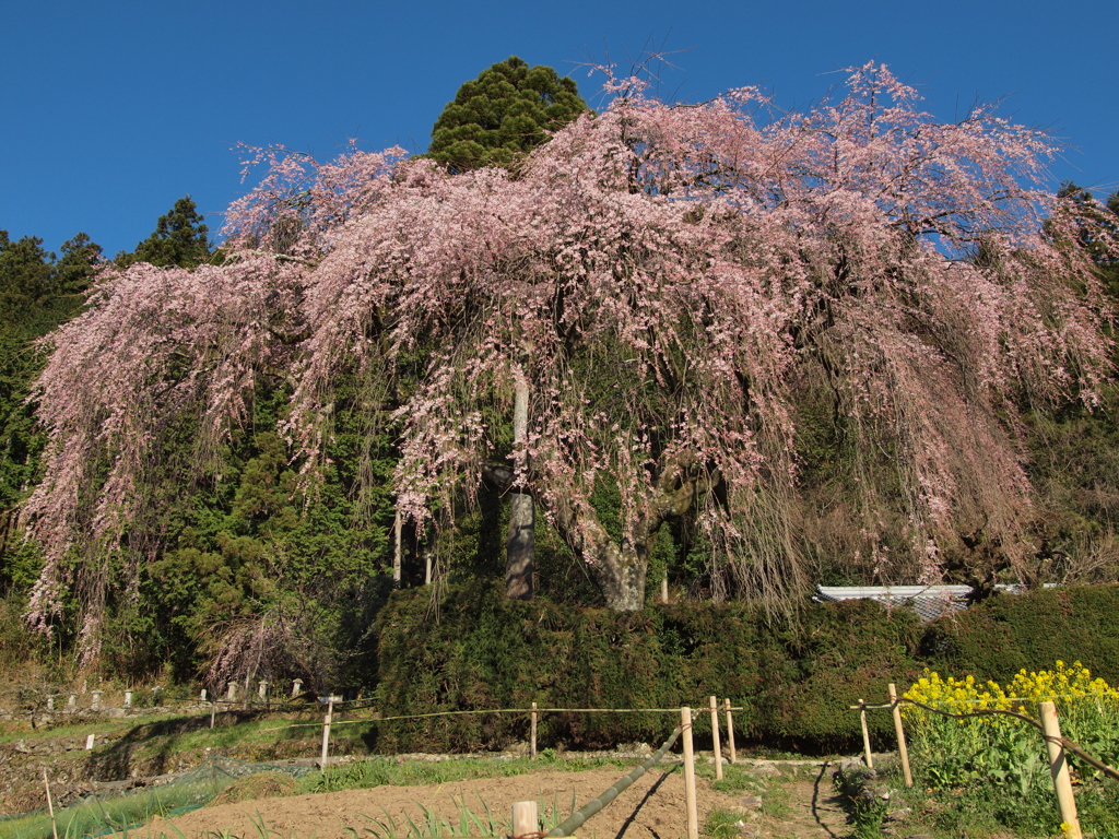 山郷のしだれ桜