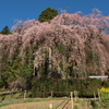 山郷のしだれ桜
