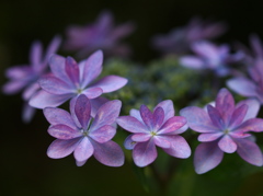 紫陽花