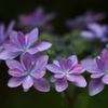 紫陽花