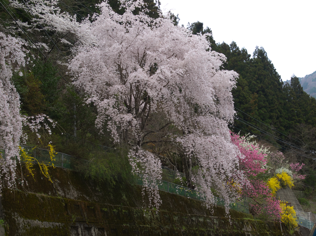 山里に咲くしだれ桜