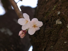 春の息吹