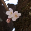 春の息吹