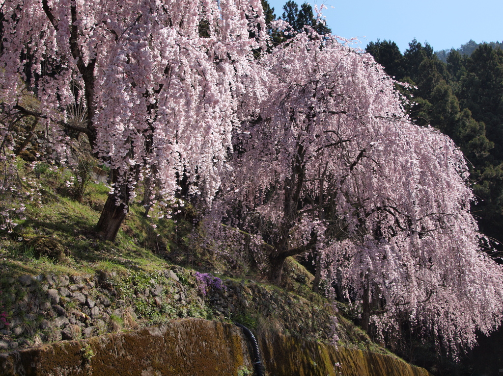 桜色に染まる山里