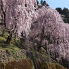 桜色に染まる山里