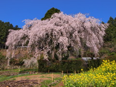 国道３３号線桜巡り１