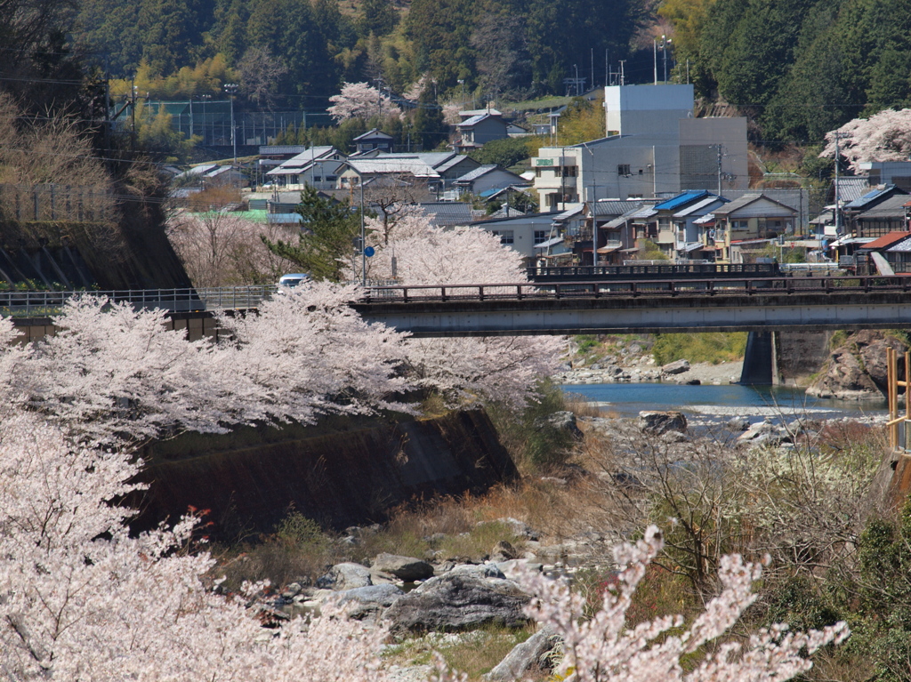 桜ロード