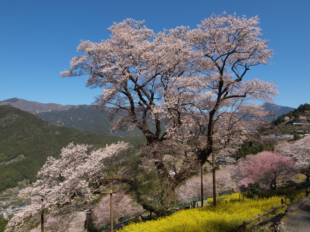 ひょうたん桜