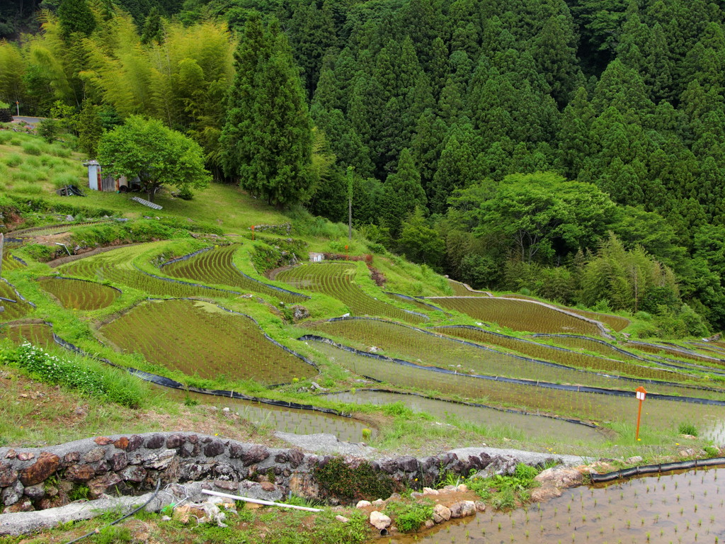 棚田巡り 