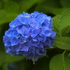 紫陽花Ⅱ