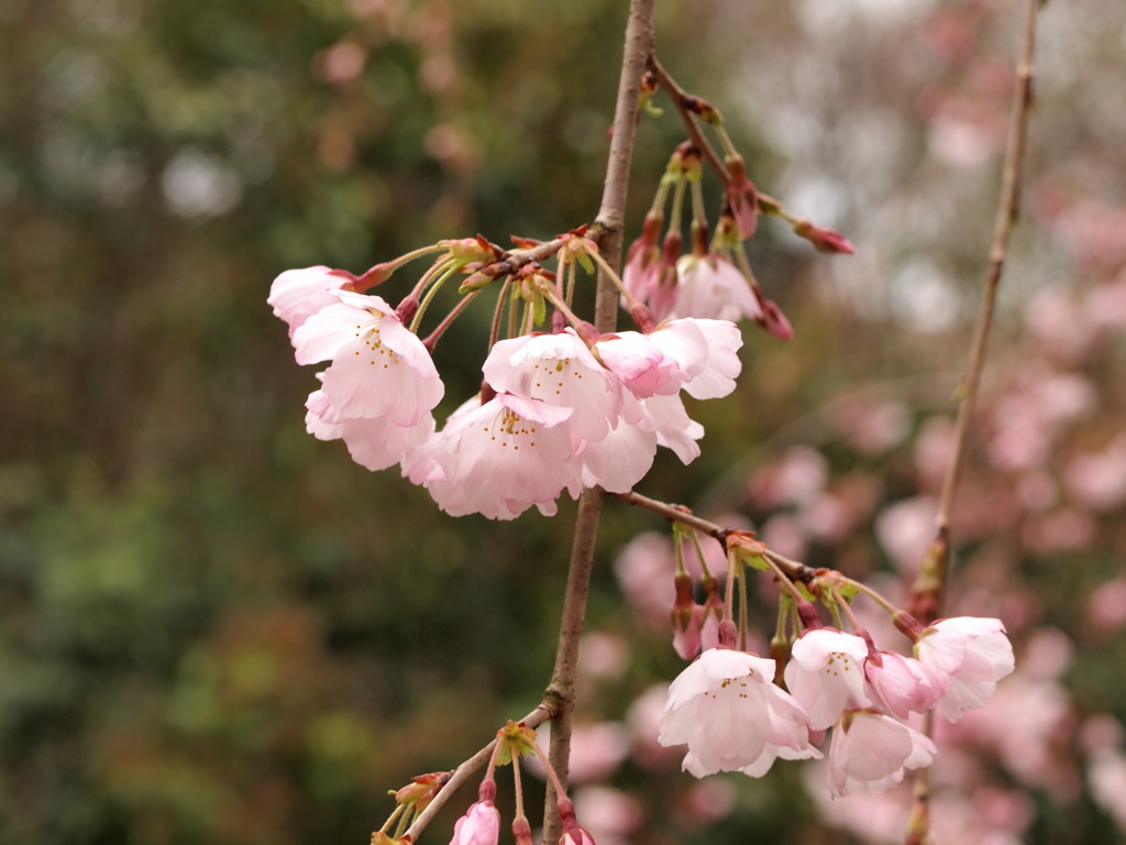 開花しました