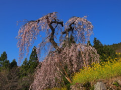 国道３３号線桜巡り２