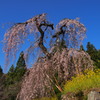 国道３３号線桜巡り２