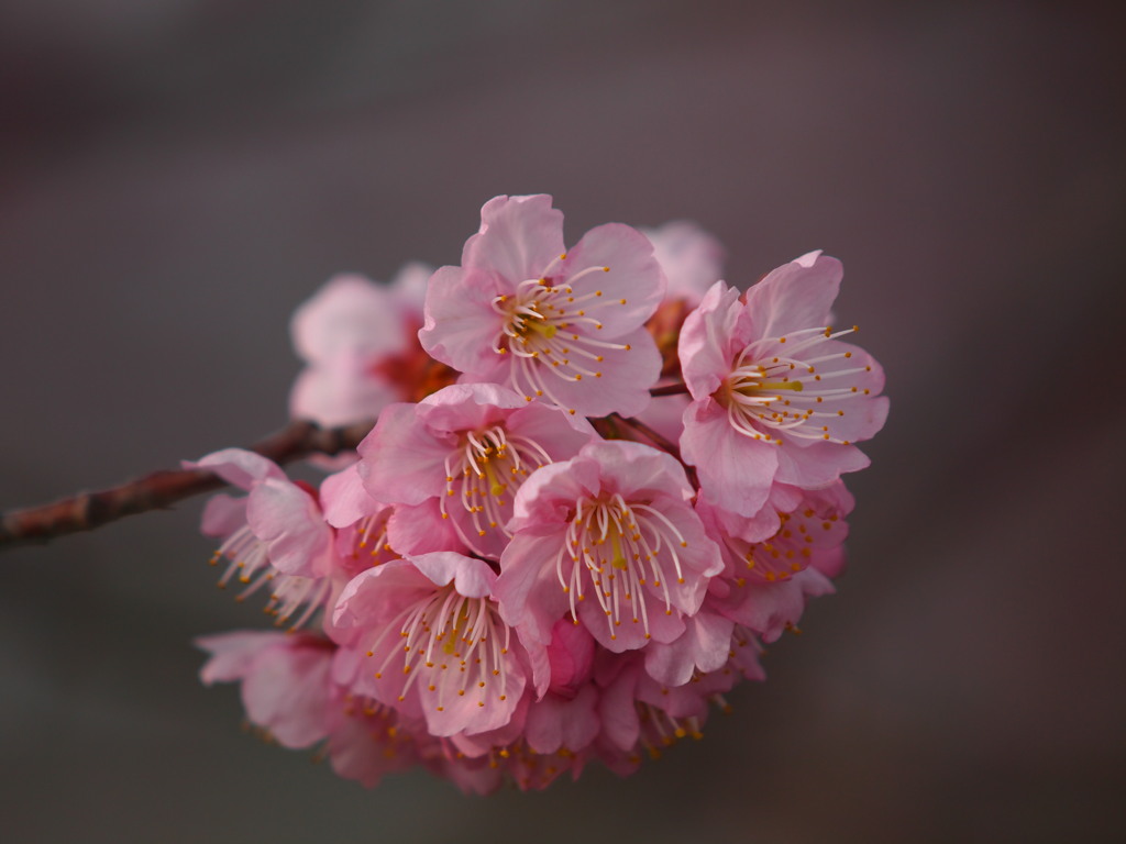 sakura