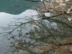 鯉と桜