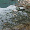 鯉と桜