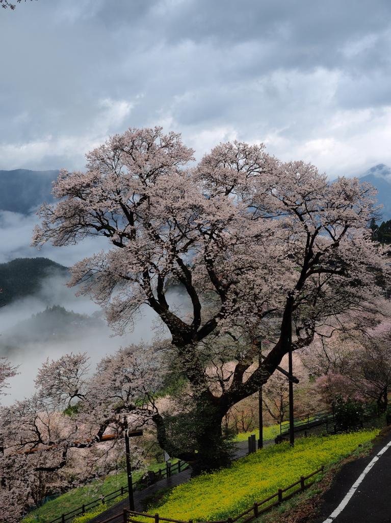 霧雨舞う