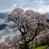 霧雨舞う