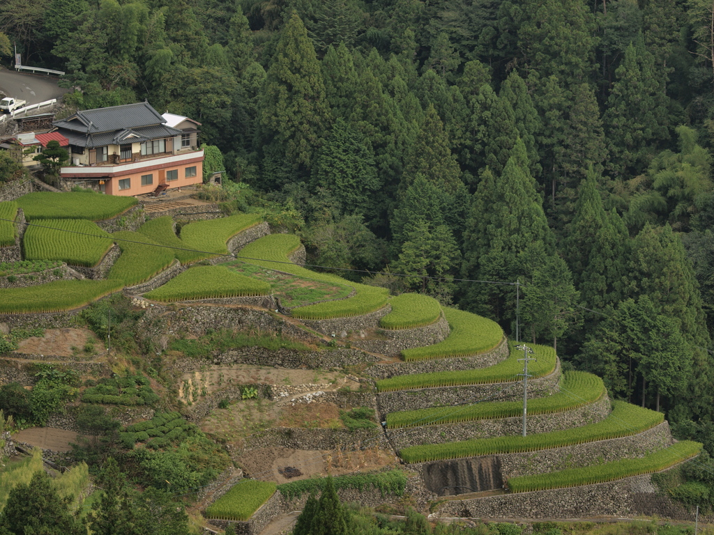 山郷の実り