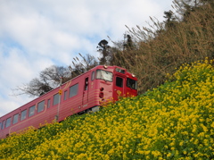 菜の花列車