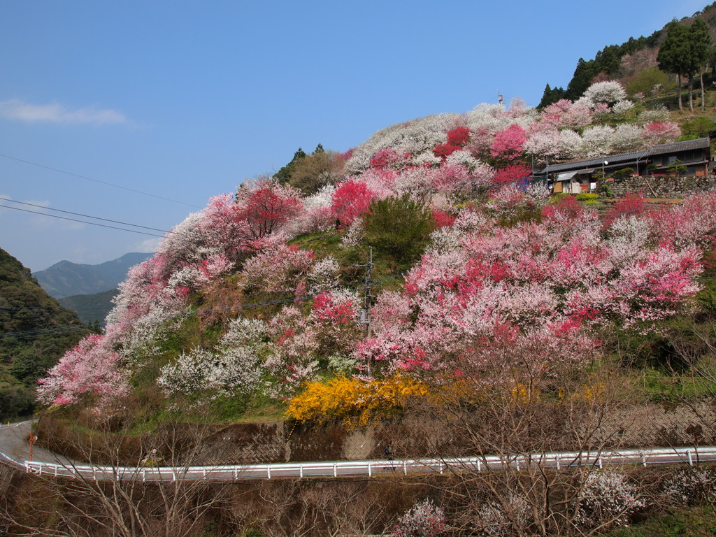 桃の里
