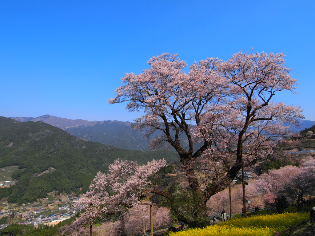 春色の仁淀川