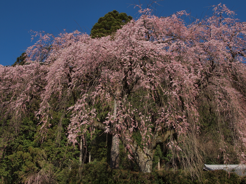 中越家のしだれ桜