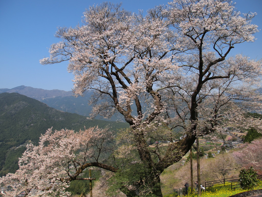 国道３３号線桜巡り３