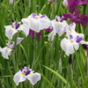 菖蒲園