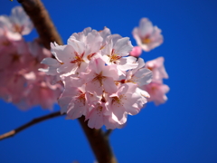 青空と桜