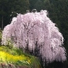 里山に咲く枝垂れ桜