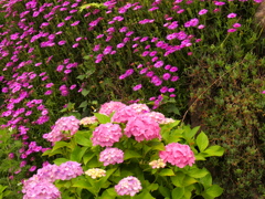 野菊と紫陽花