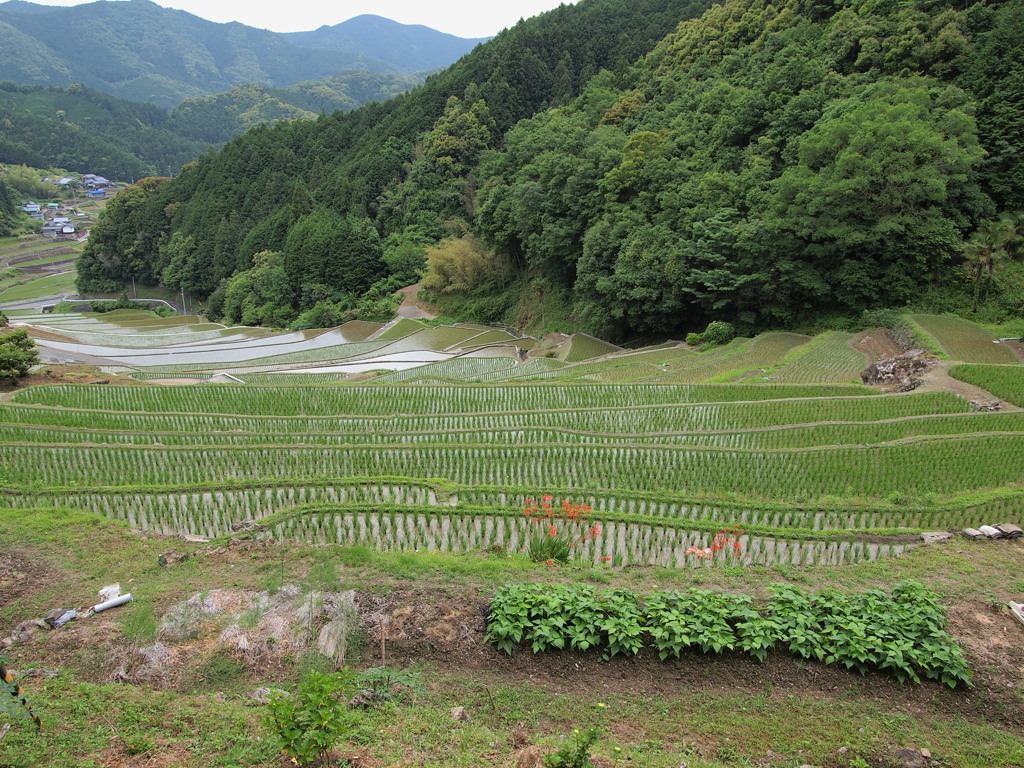 棚田巡り 