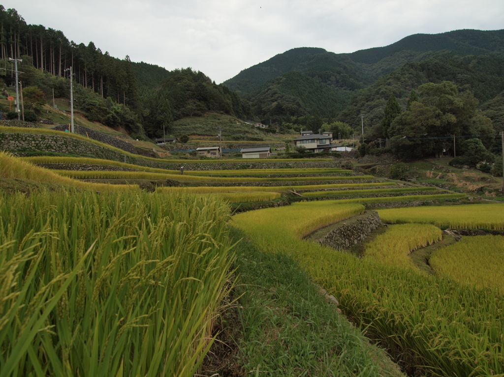 千枚田