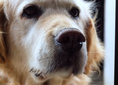老犬