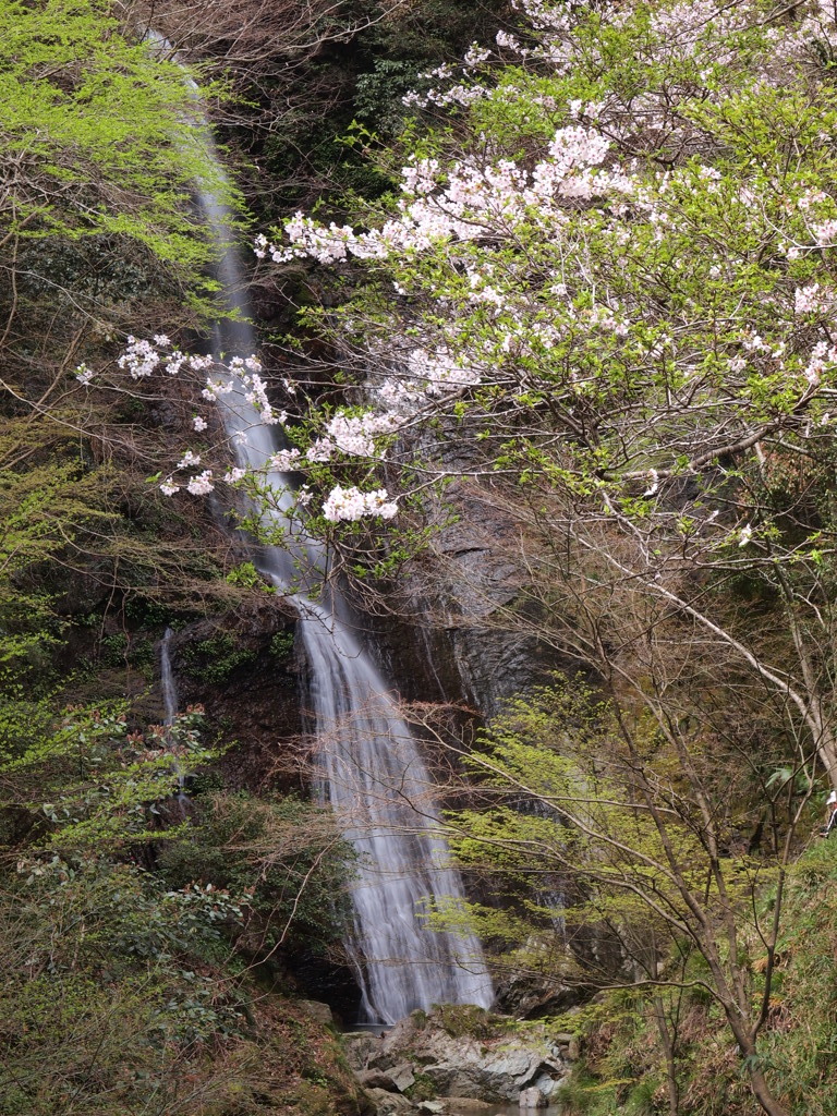 桜と滝