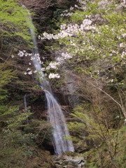 桜と滝