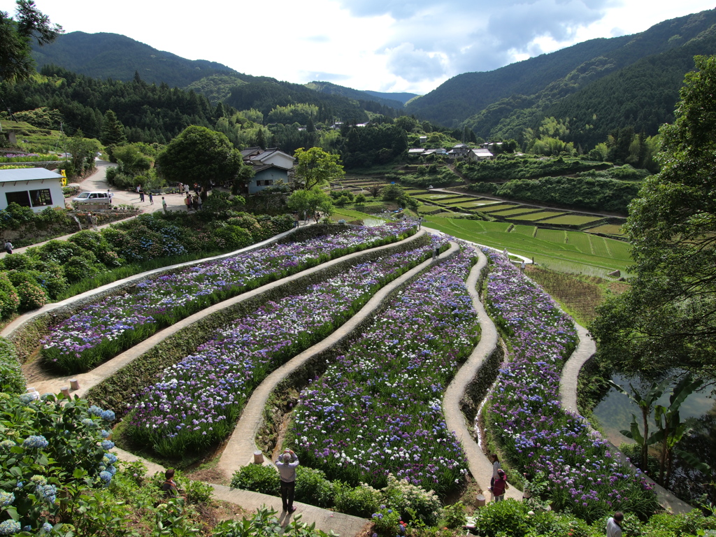 稲積花菖蒲園