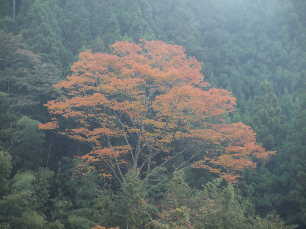 霧の山郷