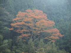霧の山郷