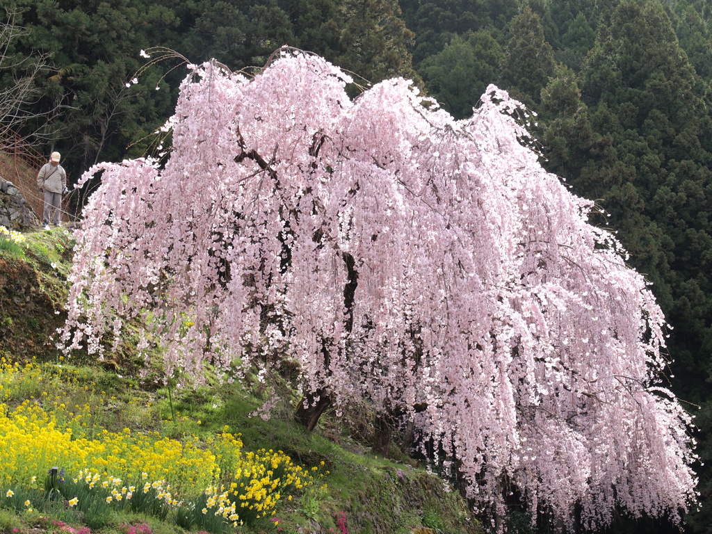 山郷に咲く