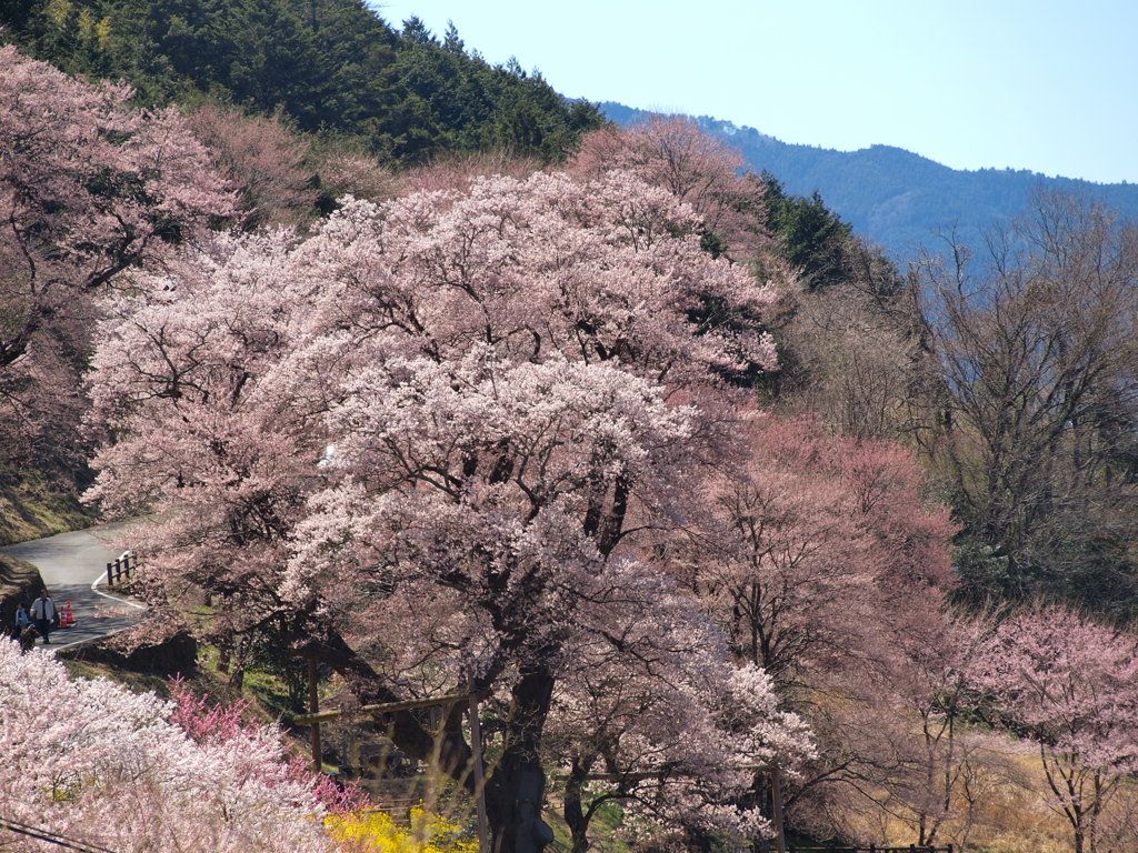 桜の里