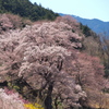 桜の里