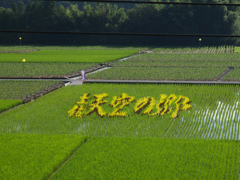 田んぼアート