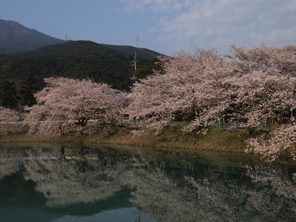 桜咲く