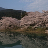 桜咲く