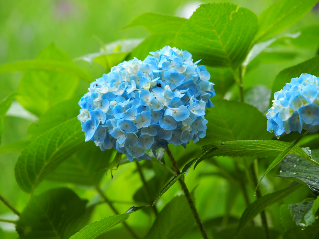 紫陽花