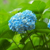 紫陽花
